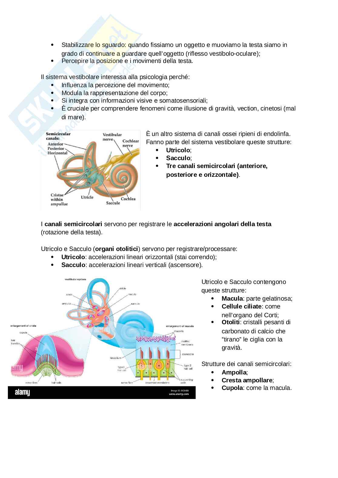 Neurofisiologia dei sistemi sensoriali: udito e sistema vestibolare Pag. 6