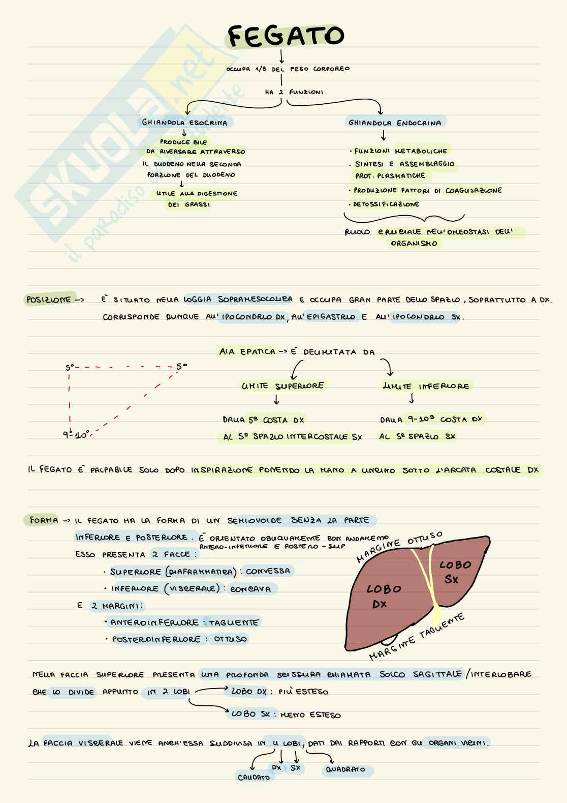 Appunti Anatomia 3 - apparato digerente Pag. 26