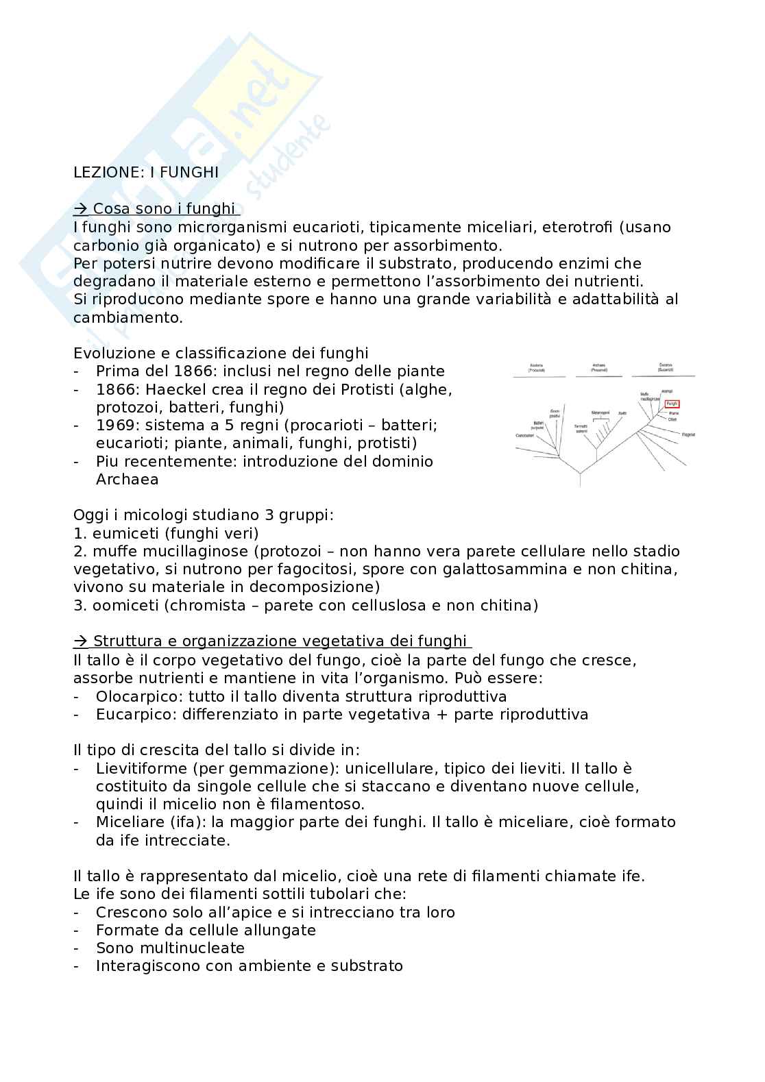 Appunti di patologia delle derrate vegetali  Pag. 26