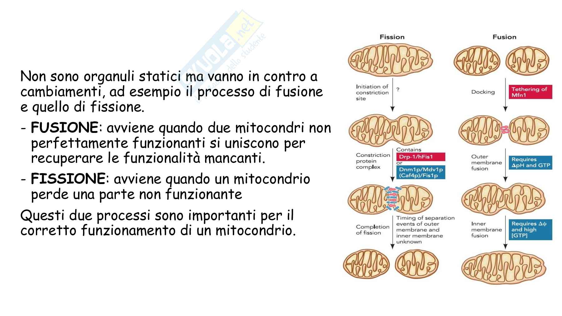 Anatomia umana con elementi di biologia animale - prima parte  Pag. 36