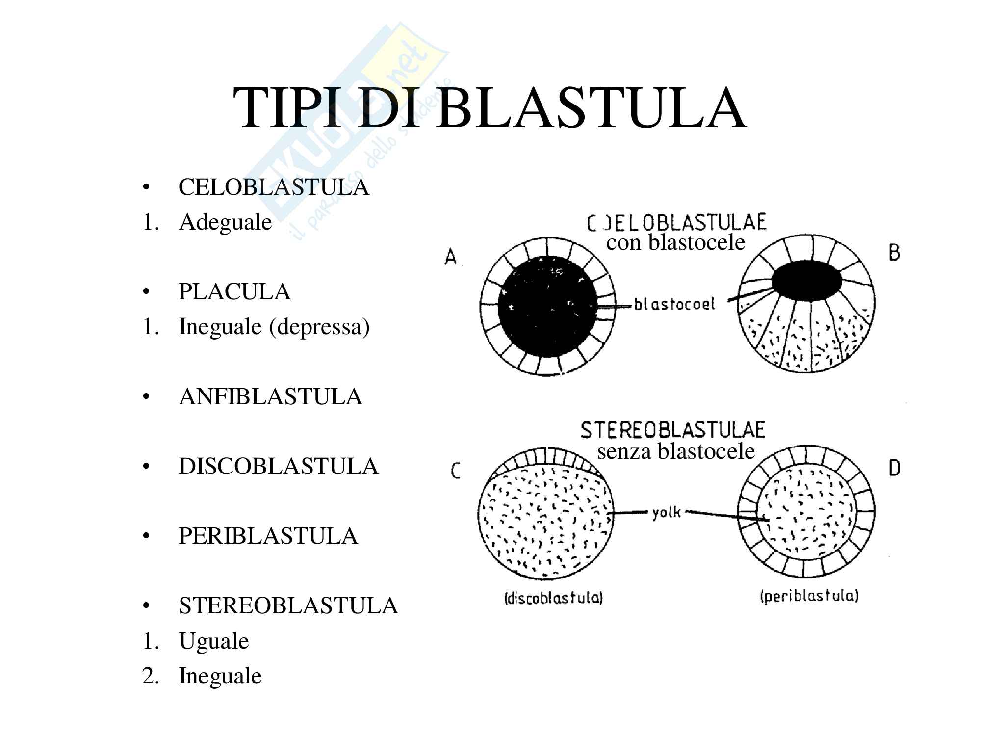 Processi di sviluppo dei metazoi, zoologia, scienze biologiche Pag. 11