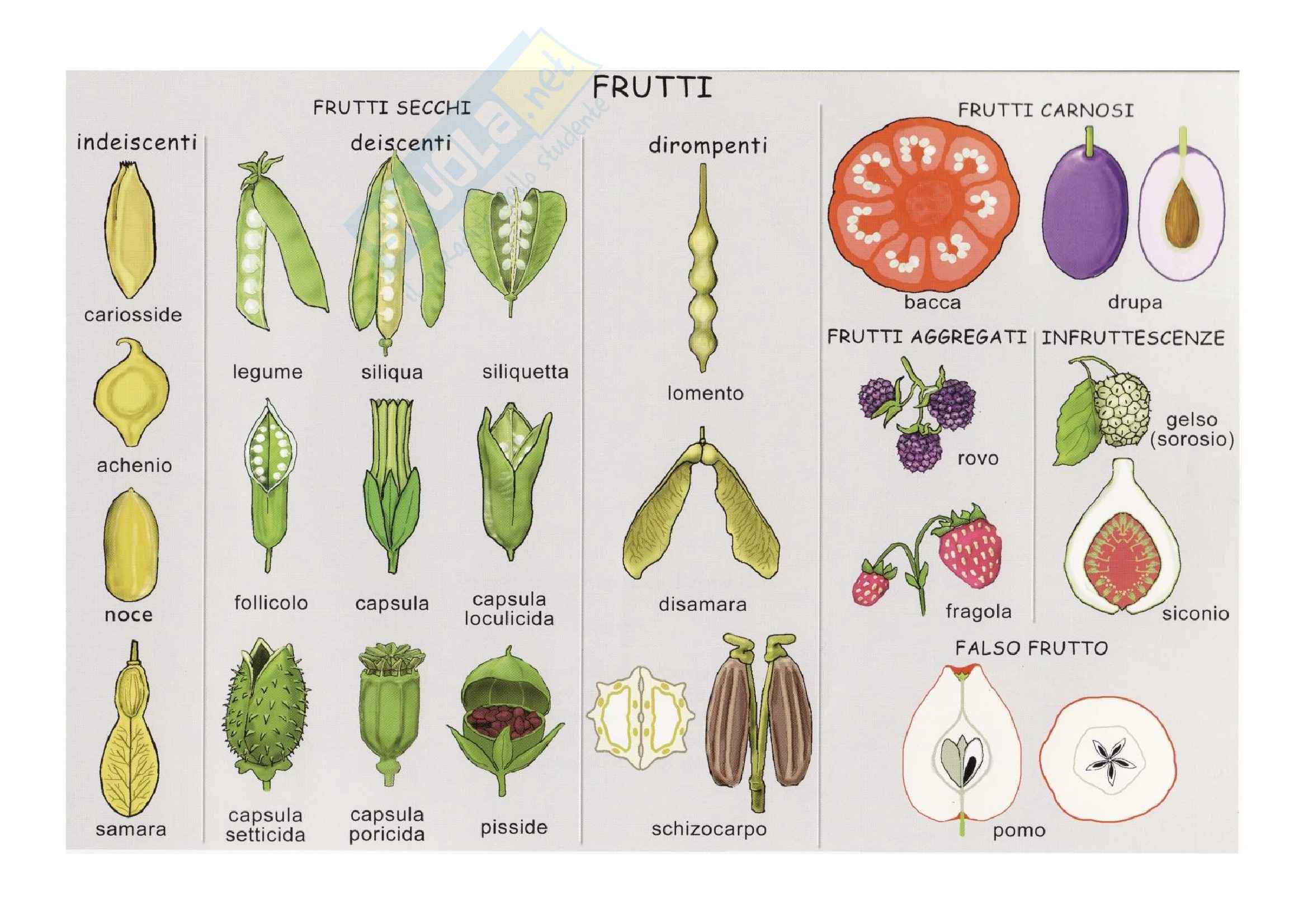 Classificazione frutti: Appunti di Paleobotanica Pag. 1