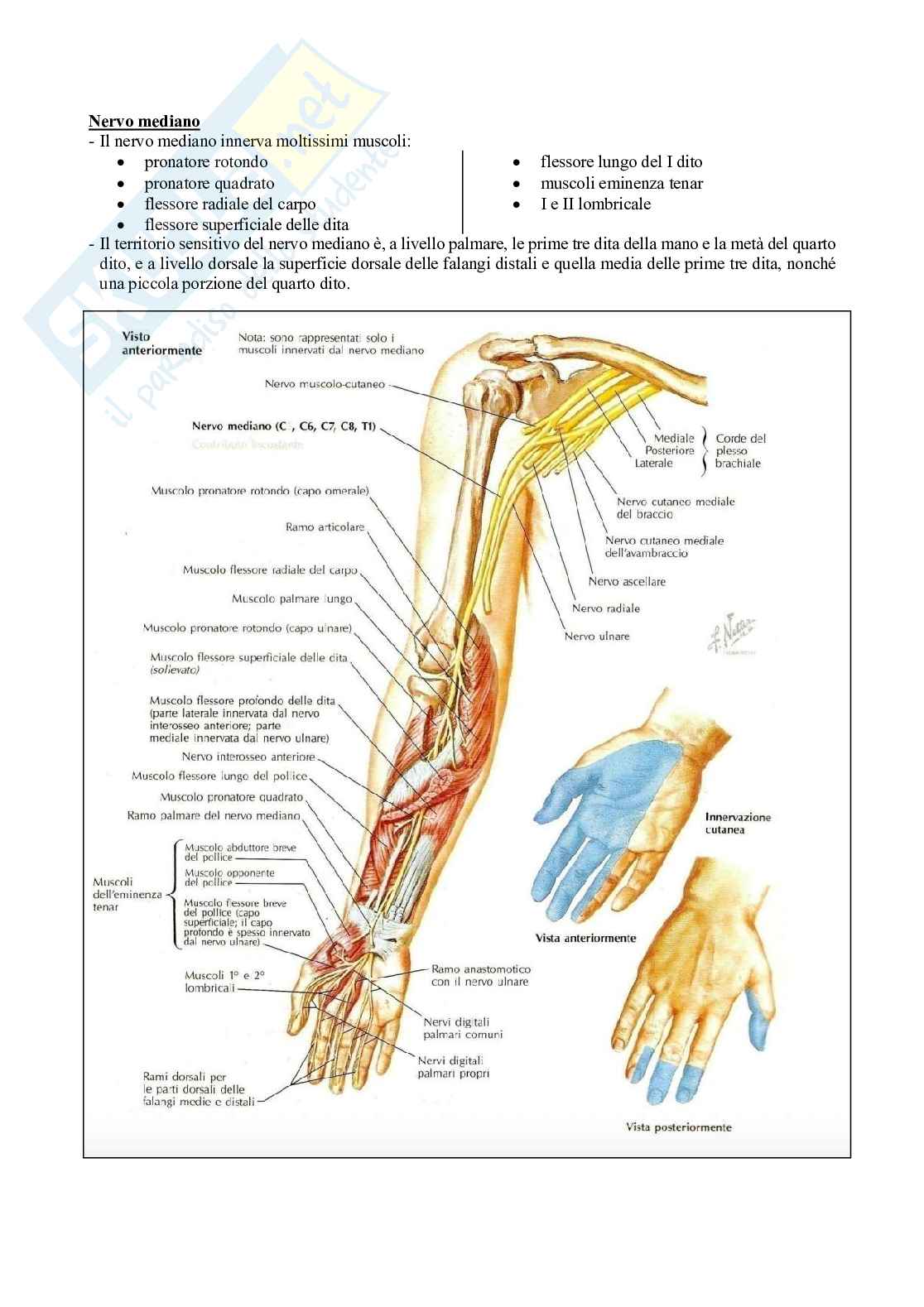 Fisioterapia - Elementi base di valutazione del sistema nervoso centrale e periferico Pag. 36