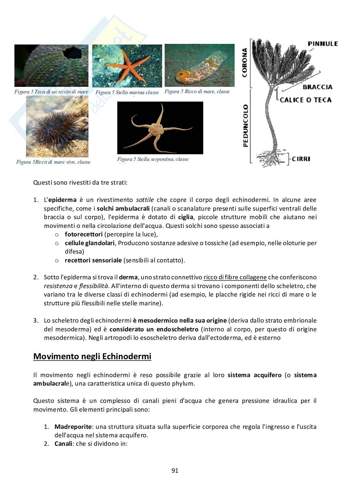 Riassunto esame Zoologia, Prof. Gentile Gabriele, libro consigliato Zoologia, Casiraghi Pag. 91