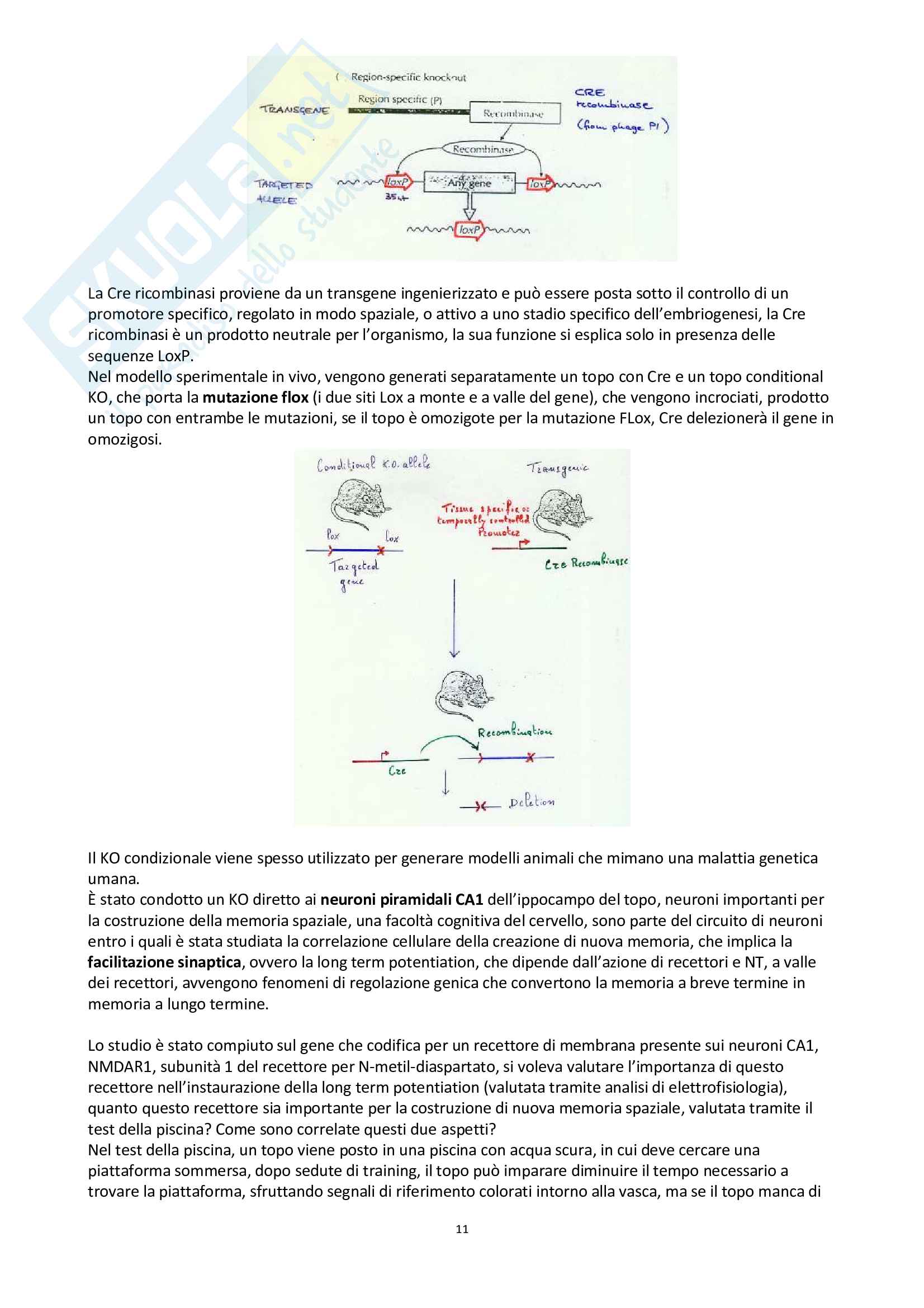 1. Genetica dello sviluppo e del differenziamento, introduzione e tecniche Pag. 11