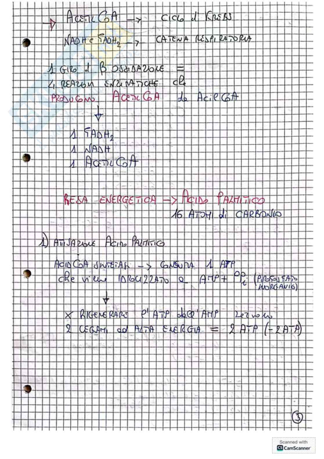 Appunti e schemi per l'esame di Biochimica Pag. 11