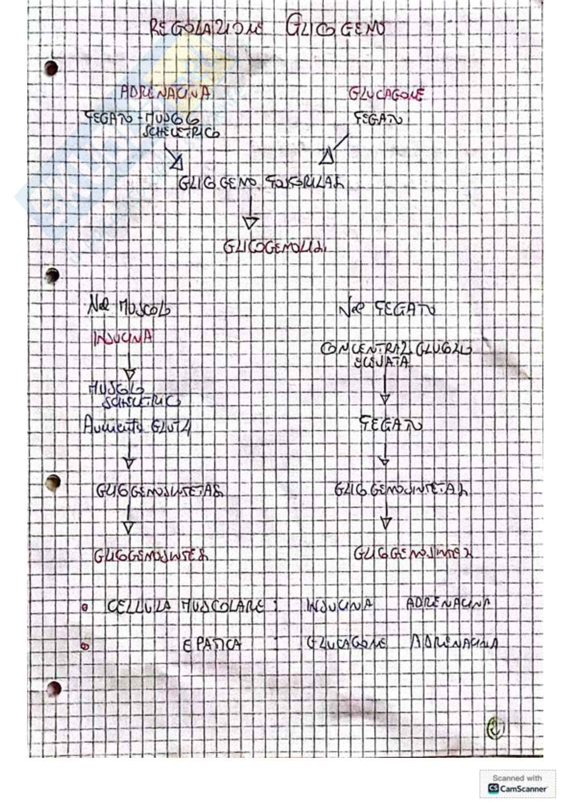 Appunti e schemi per l'esame di Biochimica Pag. 31