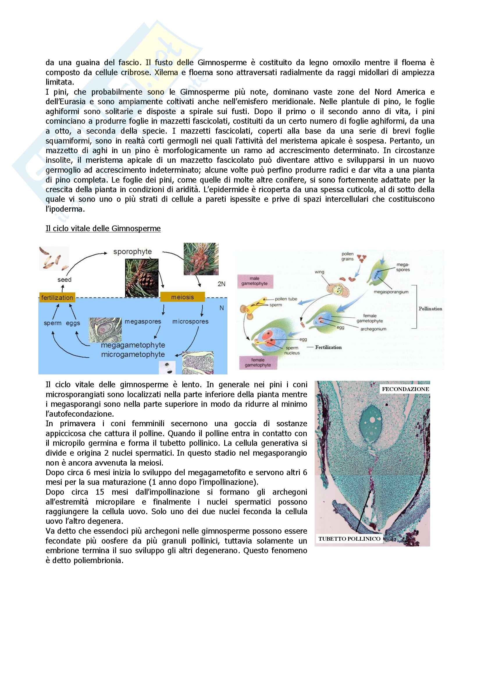 Botanica 2 Pag. 31