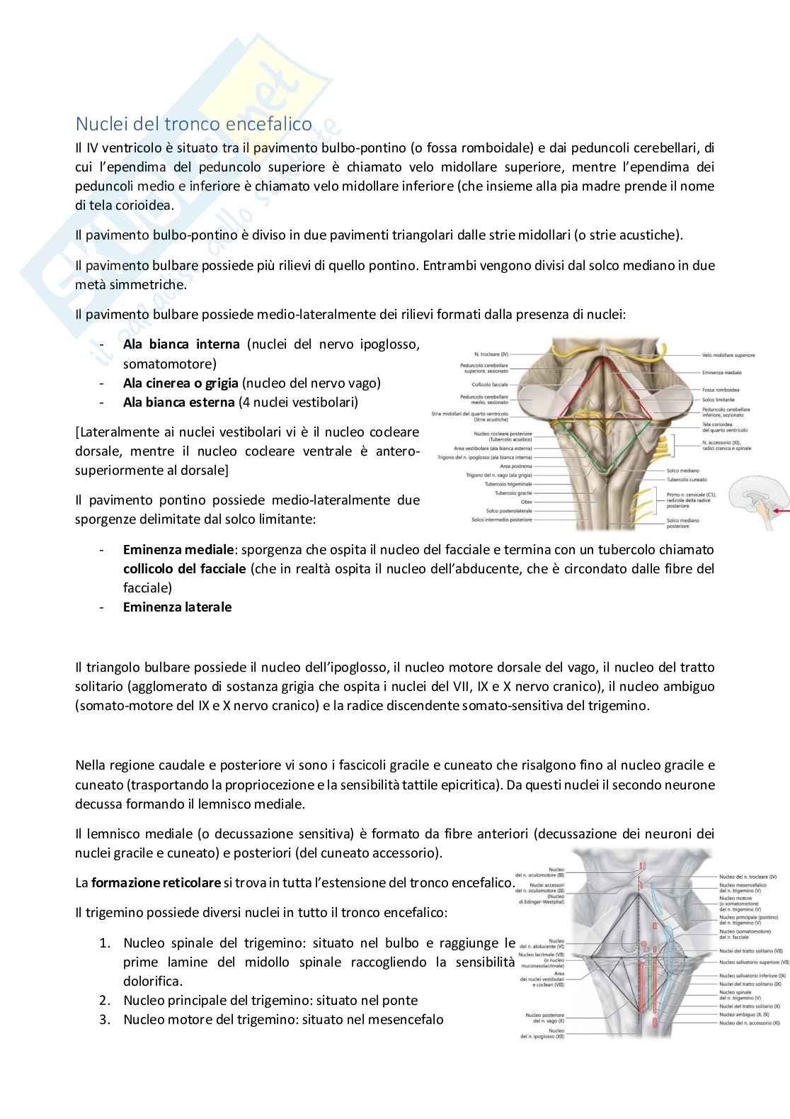 Nucleo del tronco encefalico  Pag. 1
