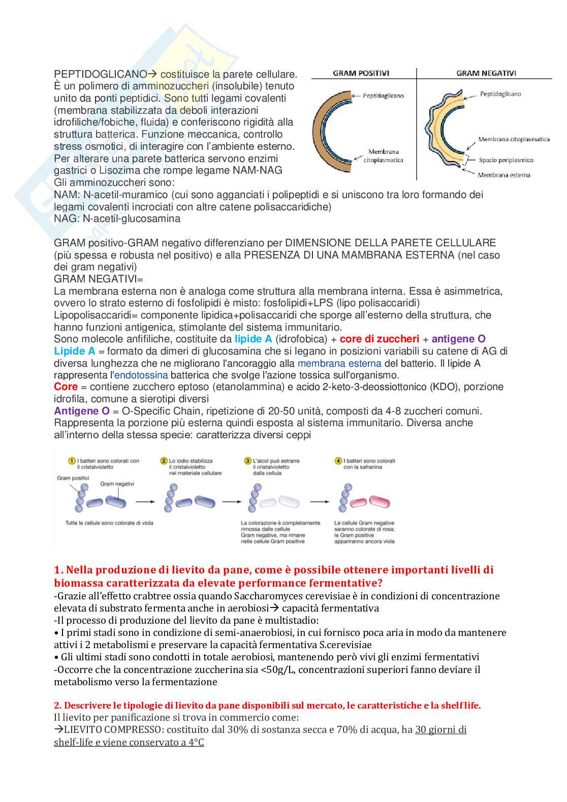 Risposta alle Domande di Microbiologia generale, alimentare, industriale, genetica Pag. 11