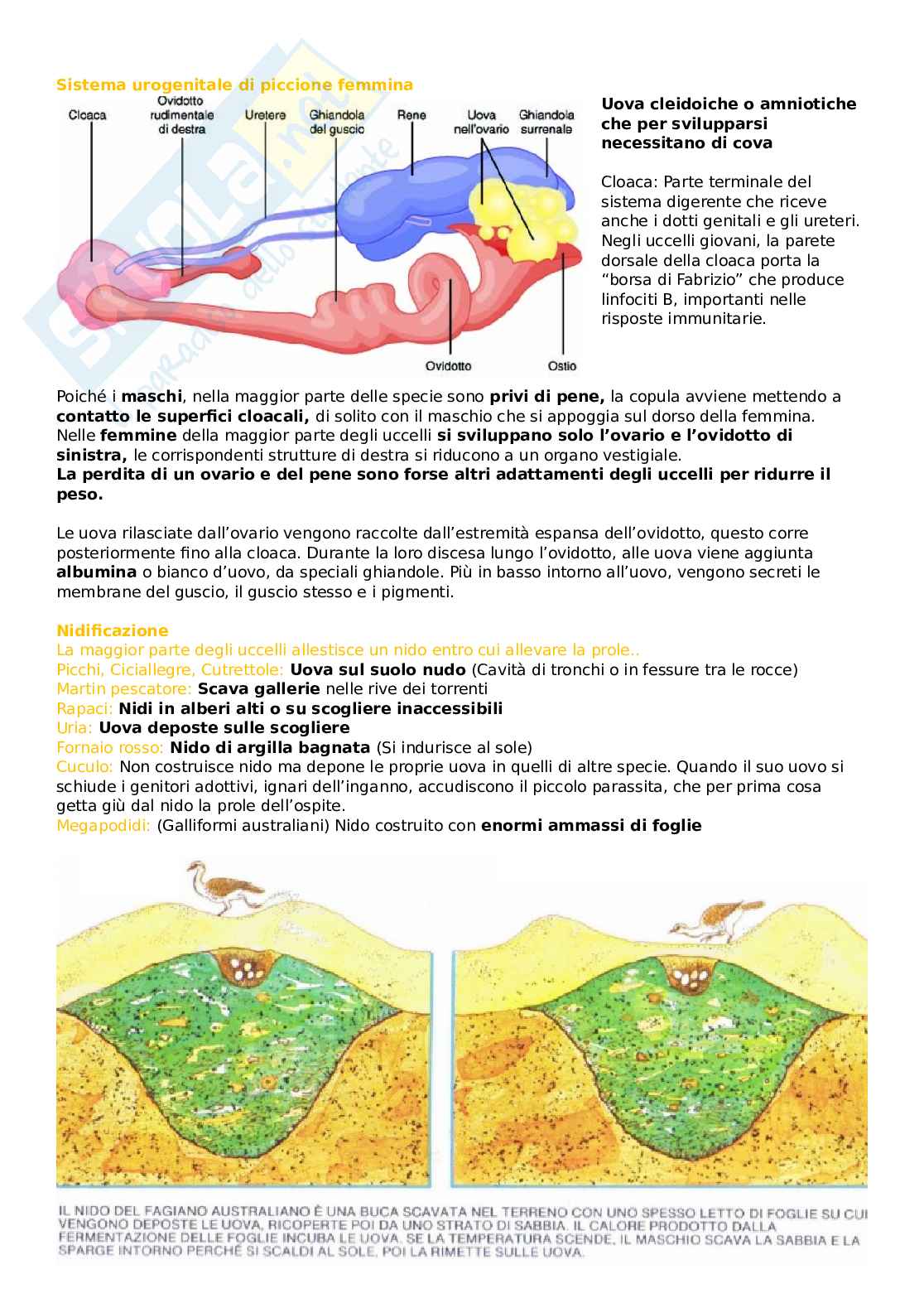 Zoologia 10 - Deuterostomi, Subphylum Vertebrata (Pesci, Rettili, Anfibi, Uccelli e Mammiferi) Pag. 21