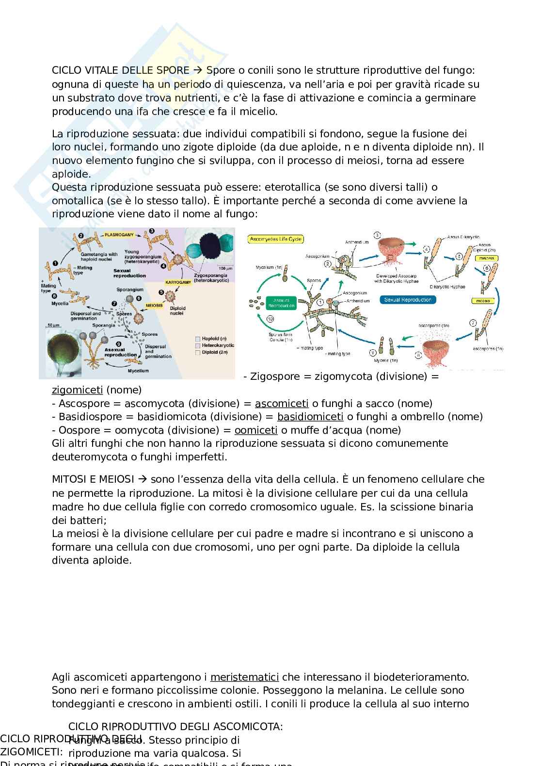 Microbiologia applicata ai beni culturali  Pag. 11