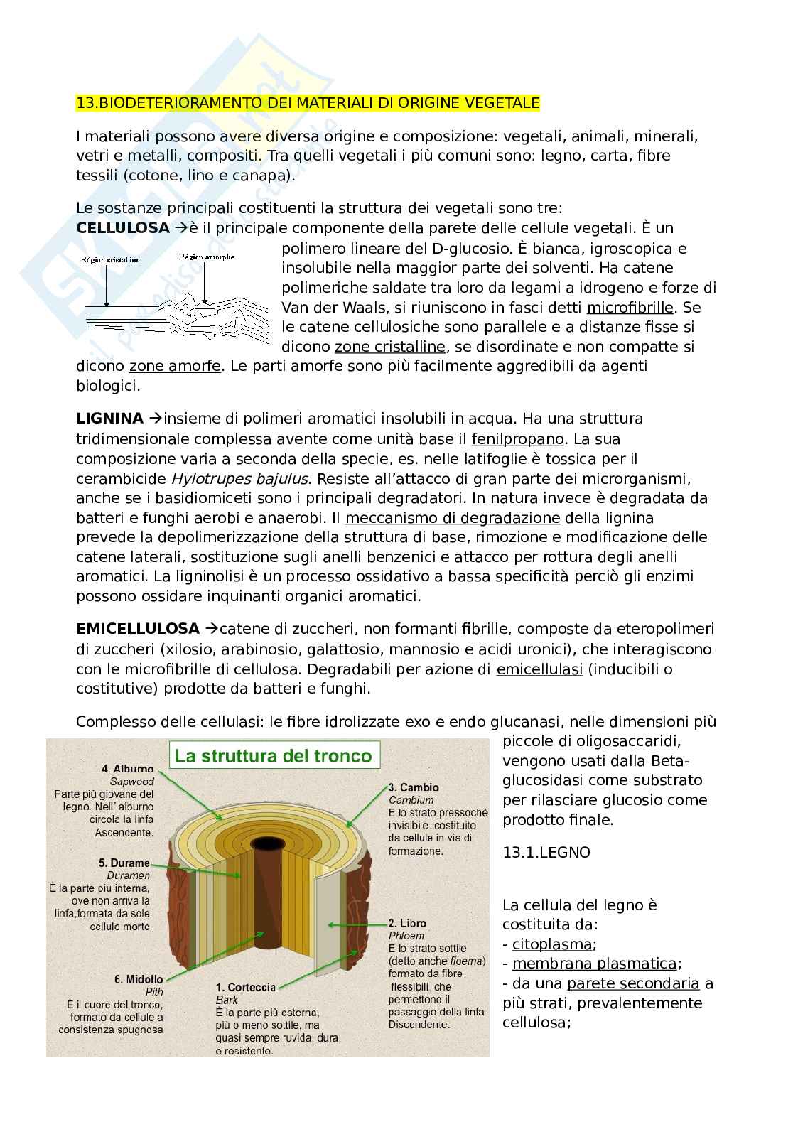 Microbiologia applicata ai beni culturali  Pag. 31