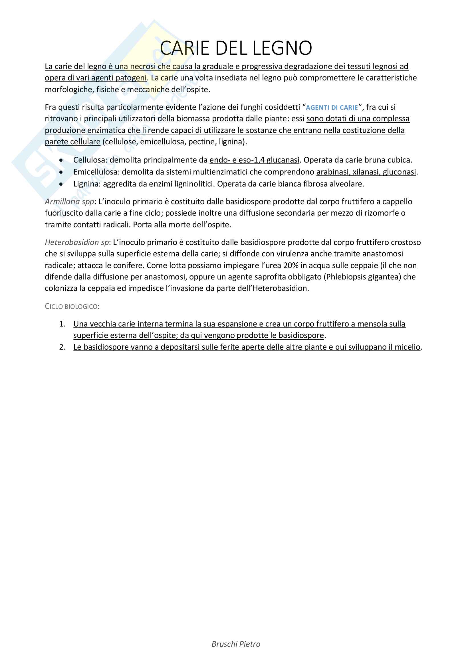 Riassunto patologia vegetale nei vivai e delle alberature Pag. 11