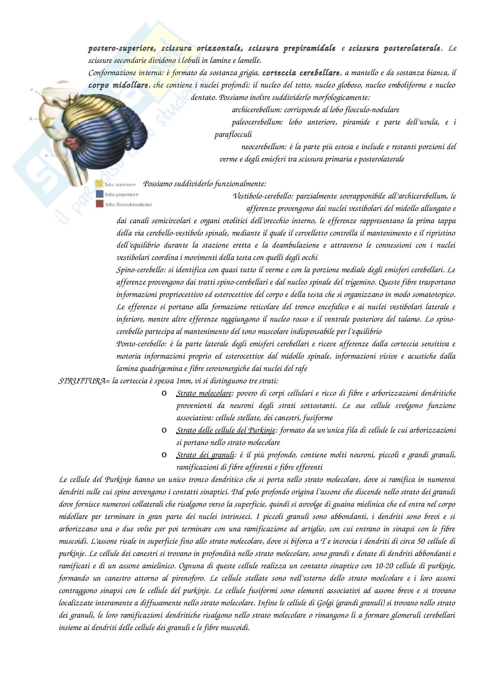 Anatomia con elementi di istologia - sistema nervoso centrale Pag. 6