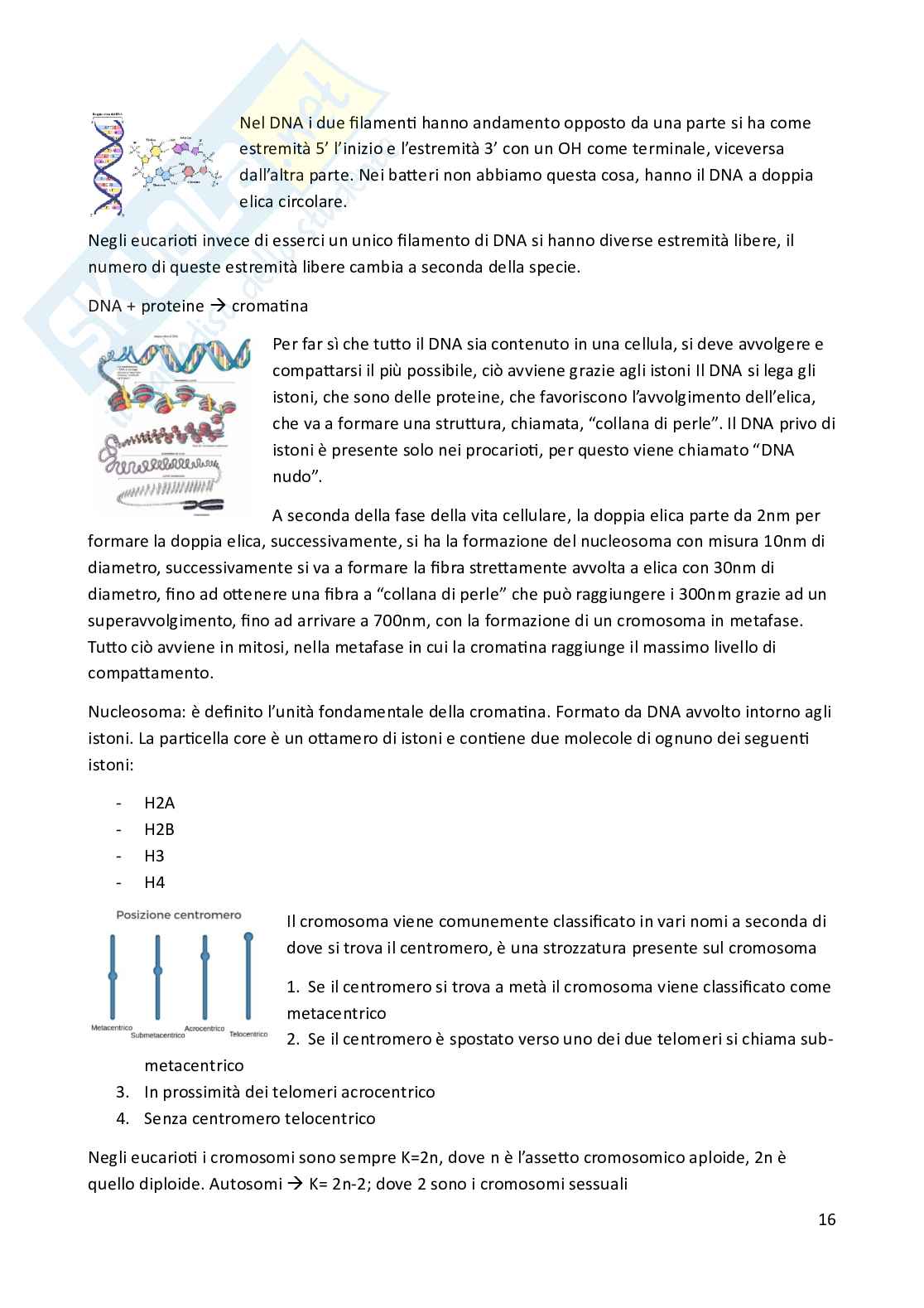 Riassunto esame Biologia animale, Prof. Costa Barbara, libro consigliato Biologia e Genetica , De Leo Pag. 16