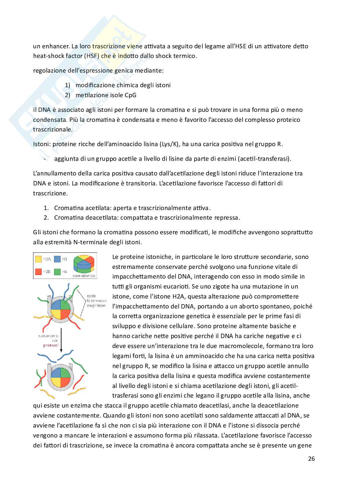Riassunto esame Biologia animale, Prof. Costa Barbara, libro consigliato Biologia e Genetica , De Leo Pag. 26