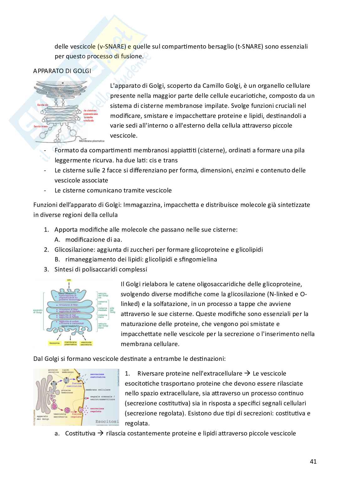 Riassunto esame Biologia animale, Prof. Costa Barbara, libro consigliato Biologia e Genetica , De Leo Pag. 41