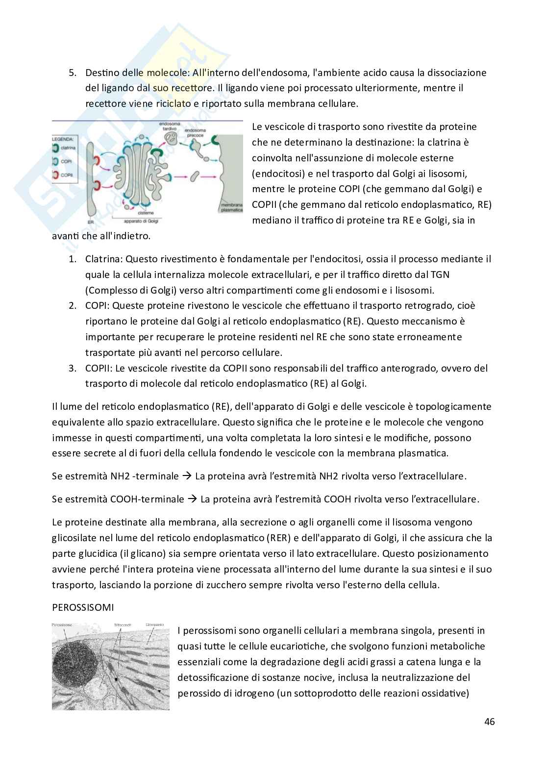 Riassunto esame Biologia animale, Prof. Costa Barbara, libro consigliato Biologia e Genetica , De Leo Pag. 46