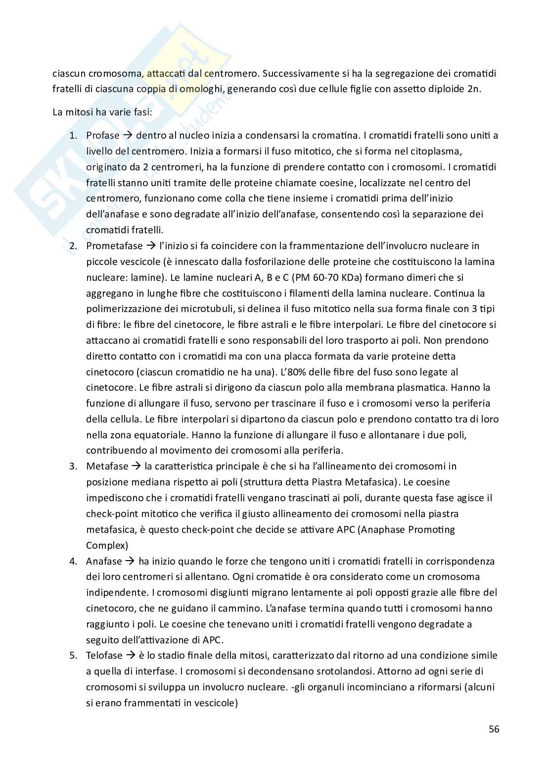 Riassunto esame Biologia animale, Prof. Costa Barbara, libro consigliato Biologia e Genetica , De Leo Pag. 56