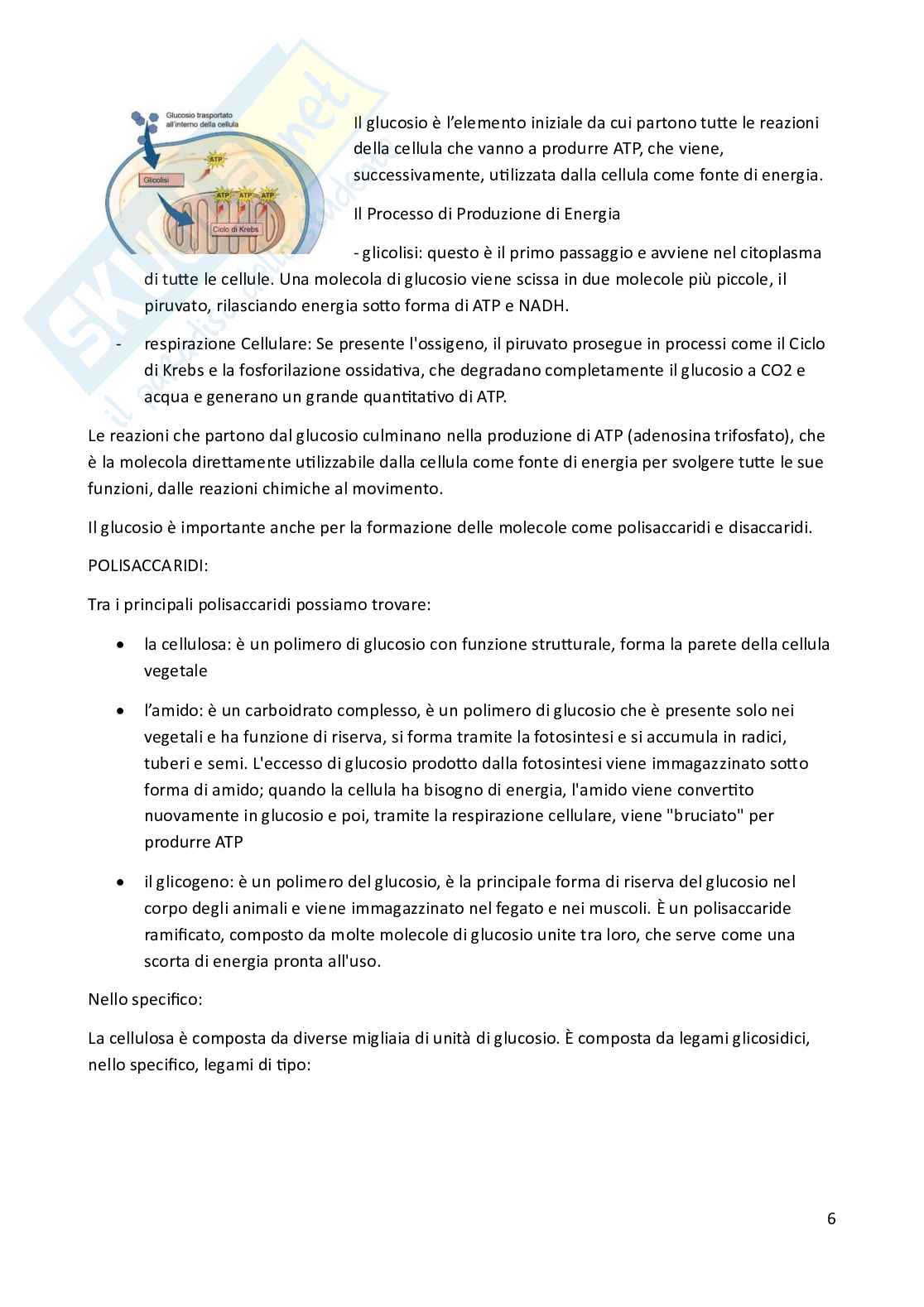 Riassunto esame Biologia animale, Prof. Costa Barbara, libro consigliato Biologia e Genetica , De Leo Pag. 6