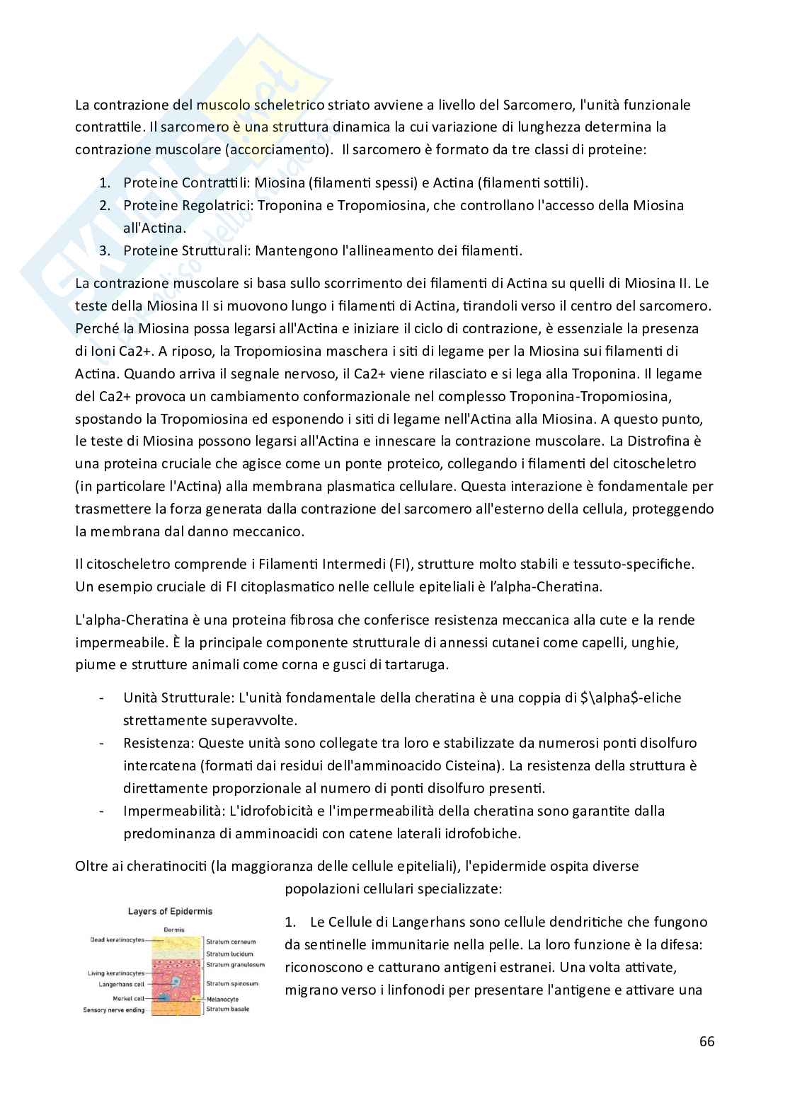 Riassunto esame Biologia animale, Prof. Costa Barbara, libro consigliato Biologia e Genetica , De Leo Pag. 66