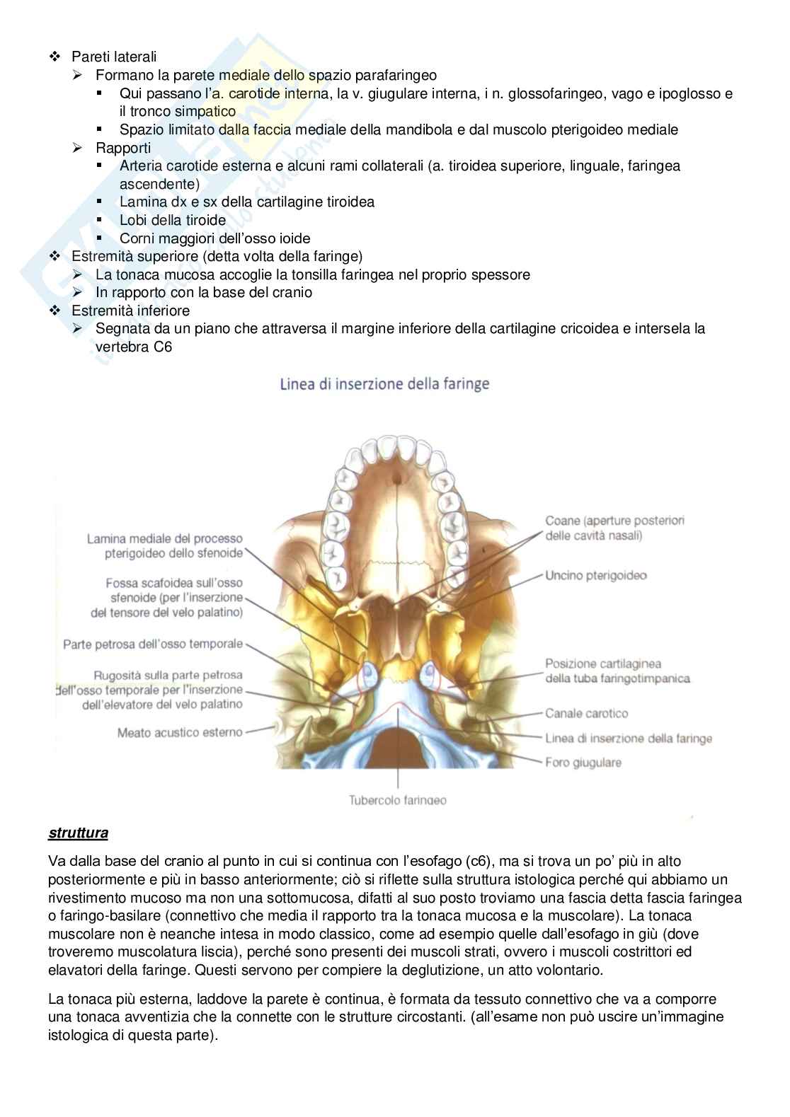 Introduzione all'apparato digerente Pag. 2
