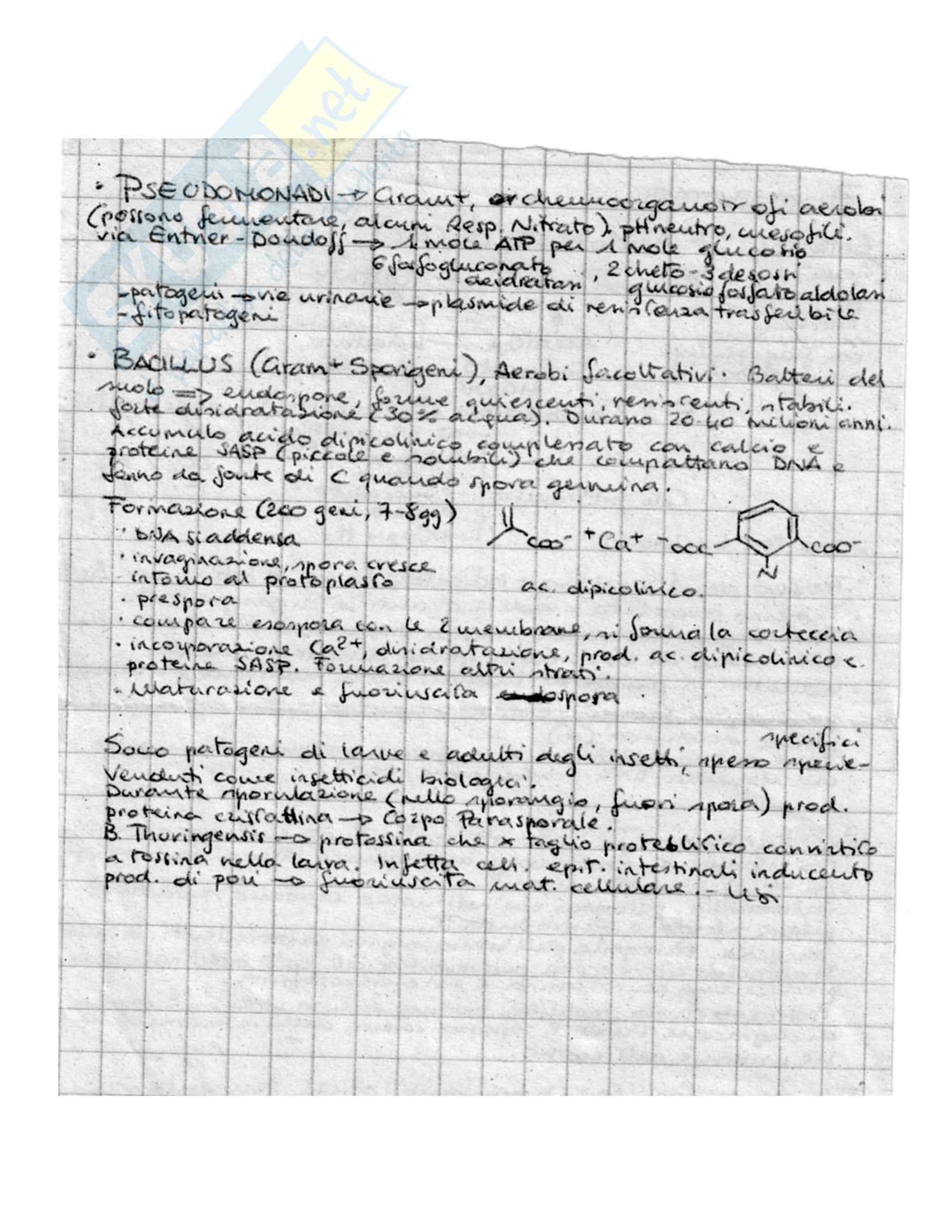 Batteriologia - Appunti Pag. 51