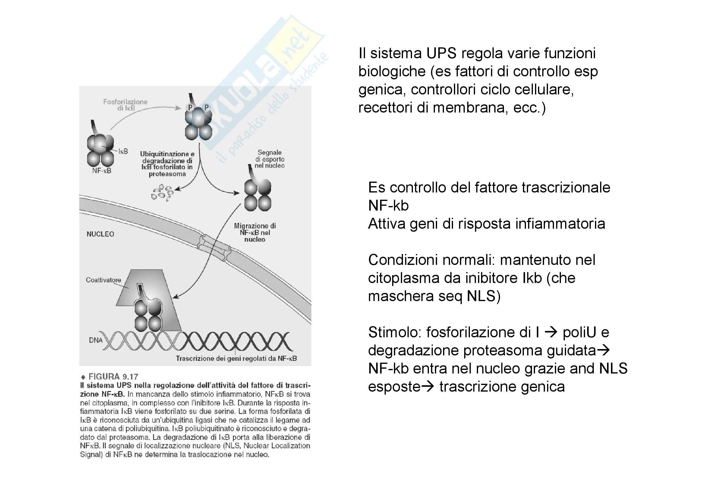 Flusso dell'Informazione Genetica Pag. 126