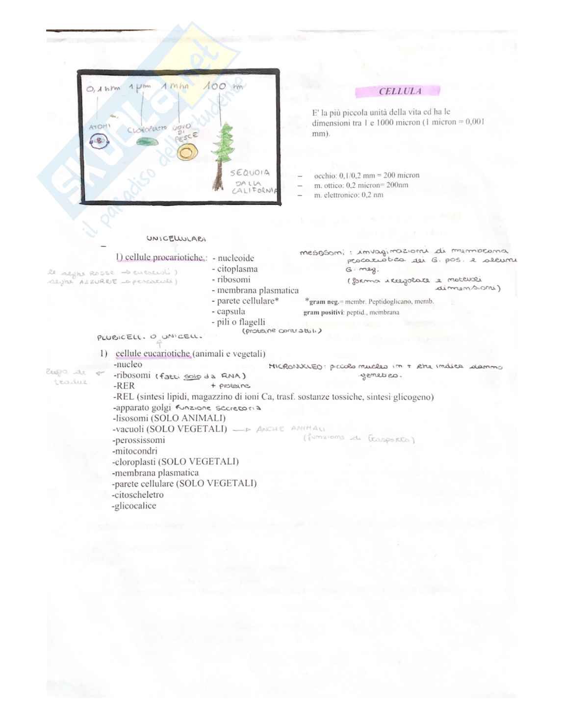 Biologia per il test di medicina Pag. 2