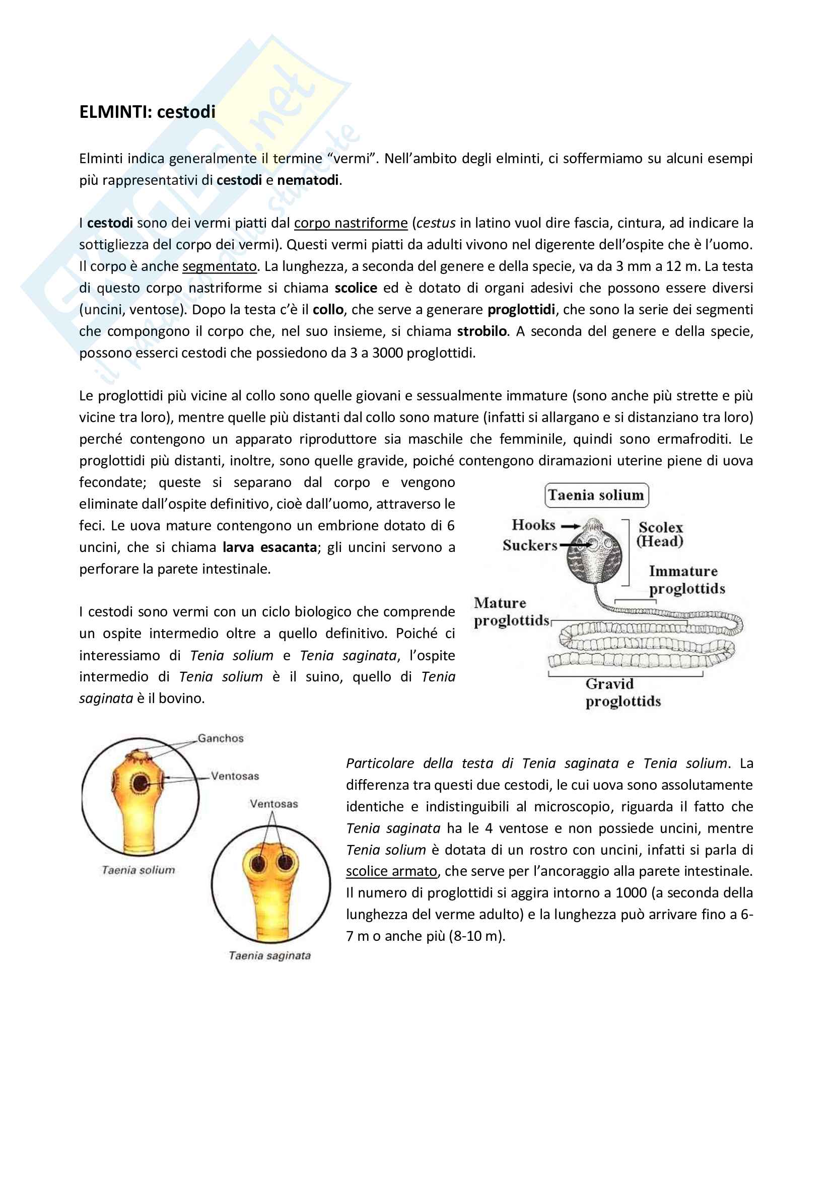 Elminti cestodi e nematodi Pag. 1