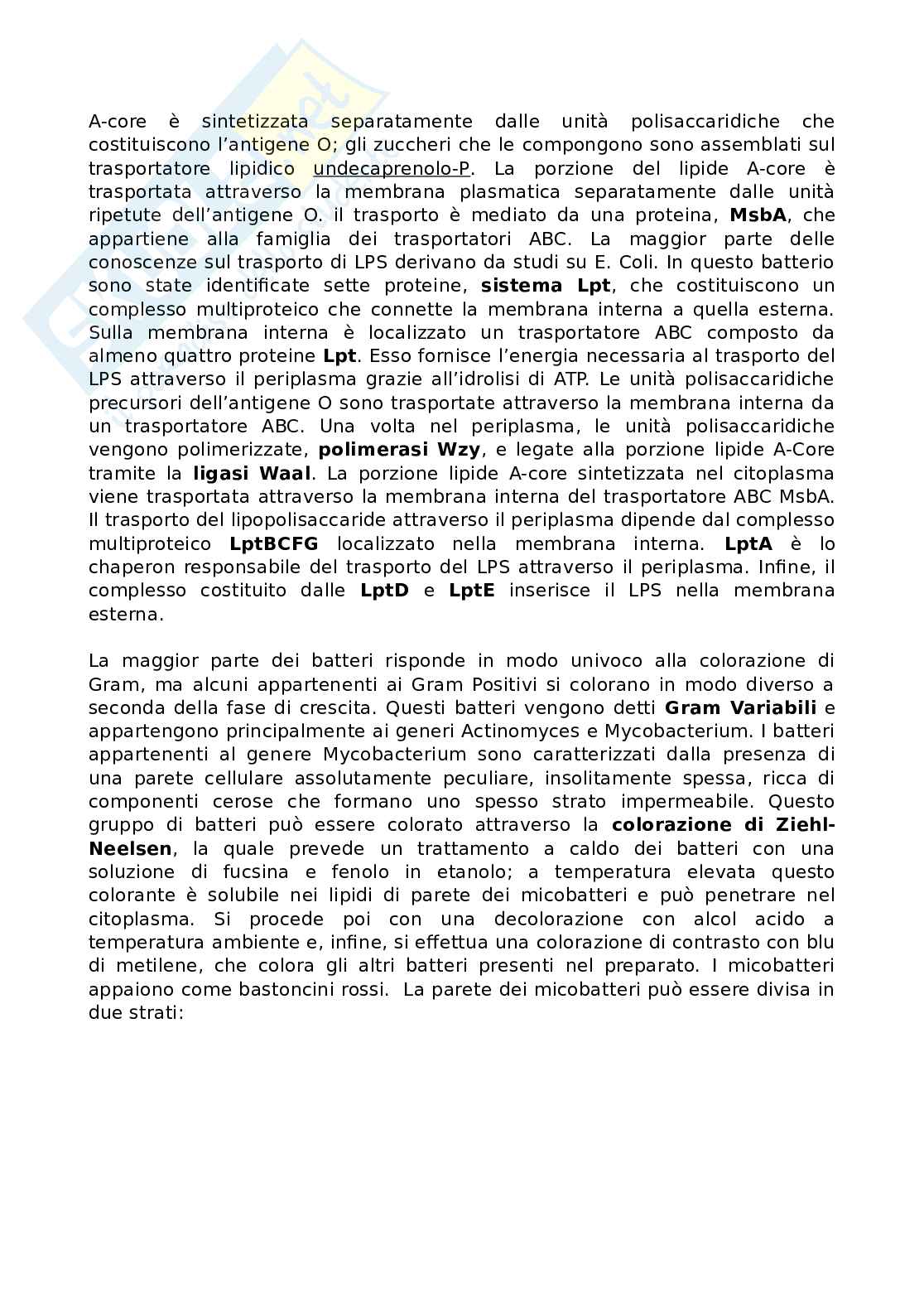 Appunti microbiologia Pag. 11