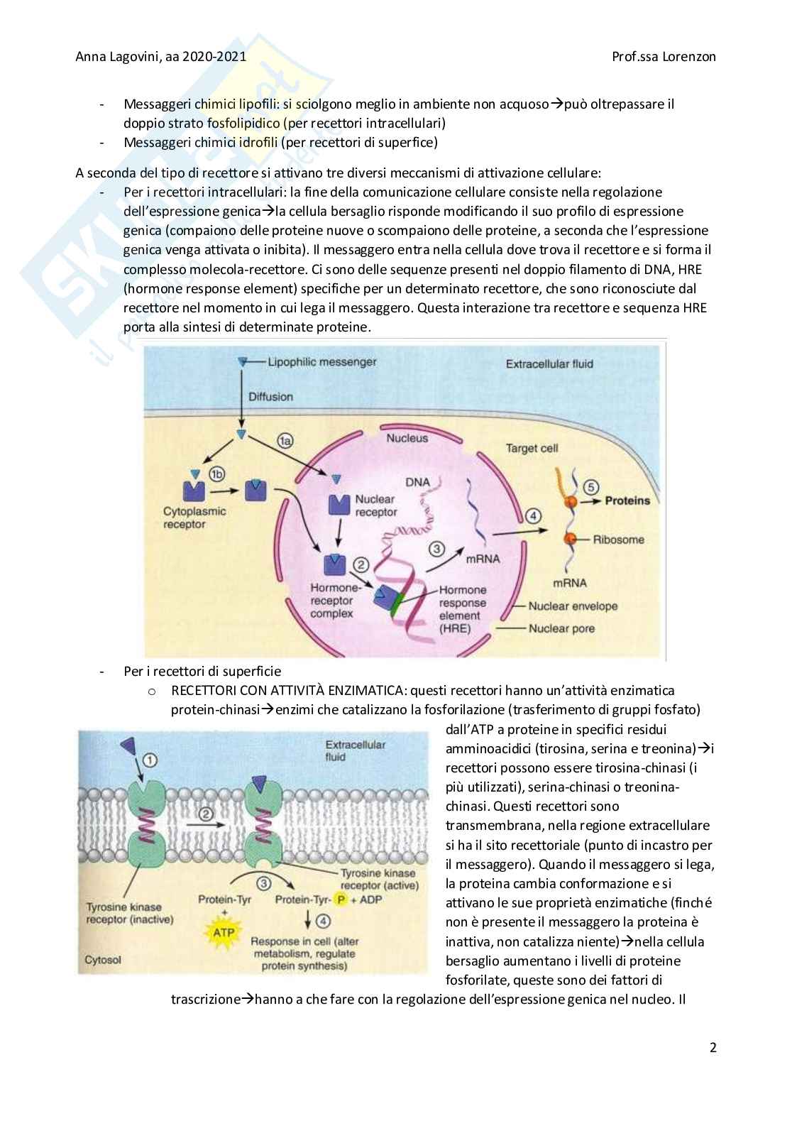 Appunti di fisiologia Pag. 2