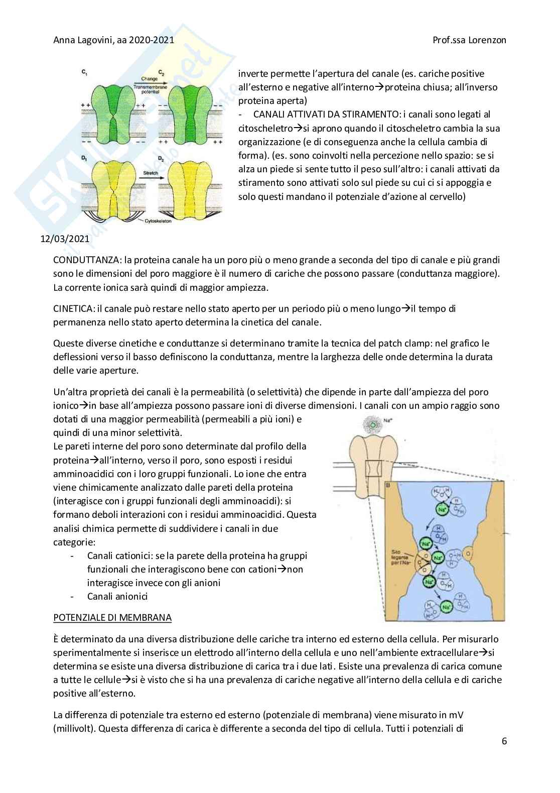 Appunti di fisiologia Pag. 6