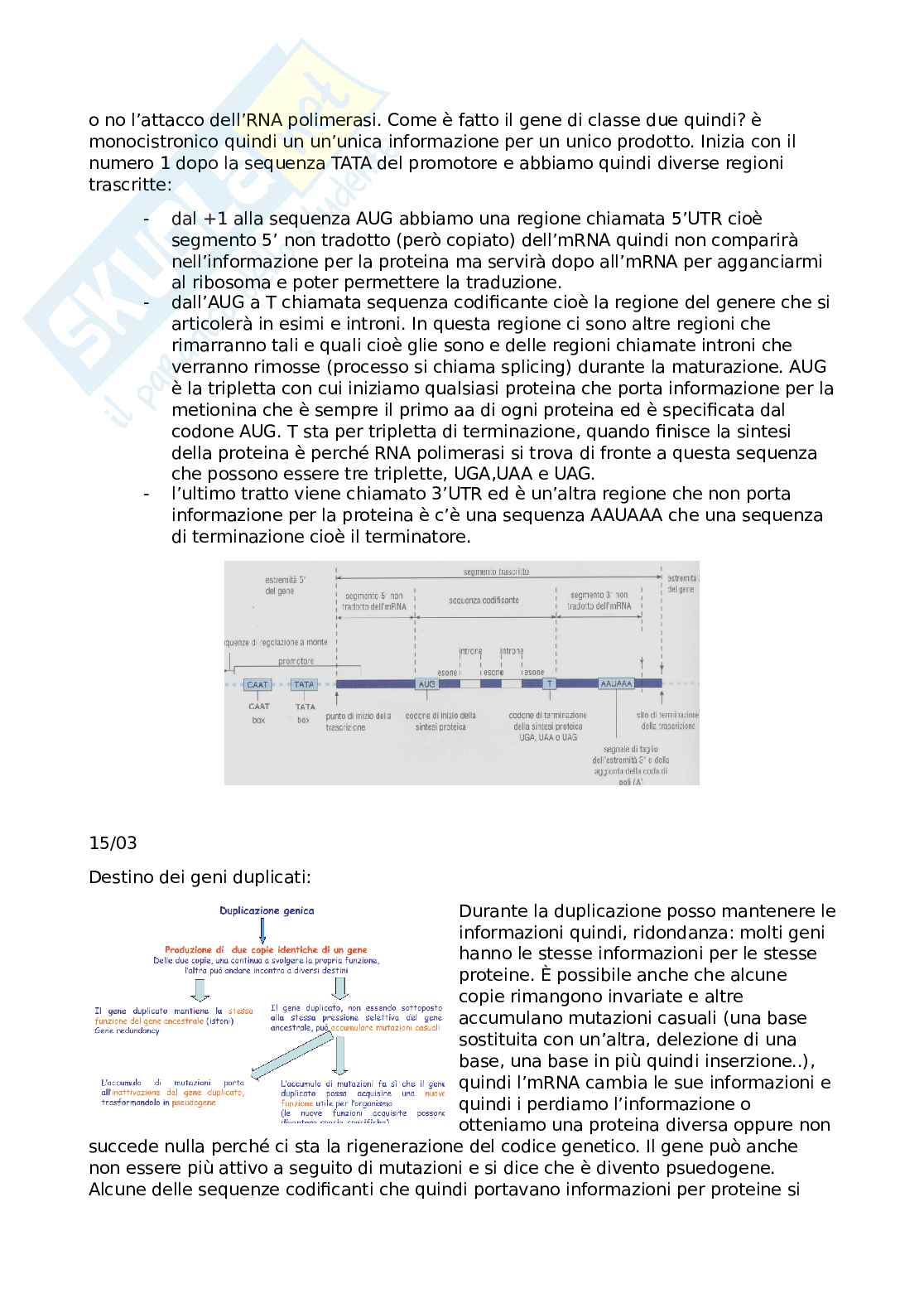 Appunti Biologia molecolare Pag. 6