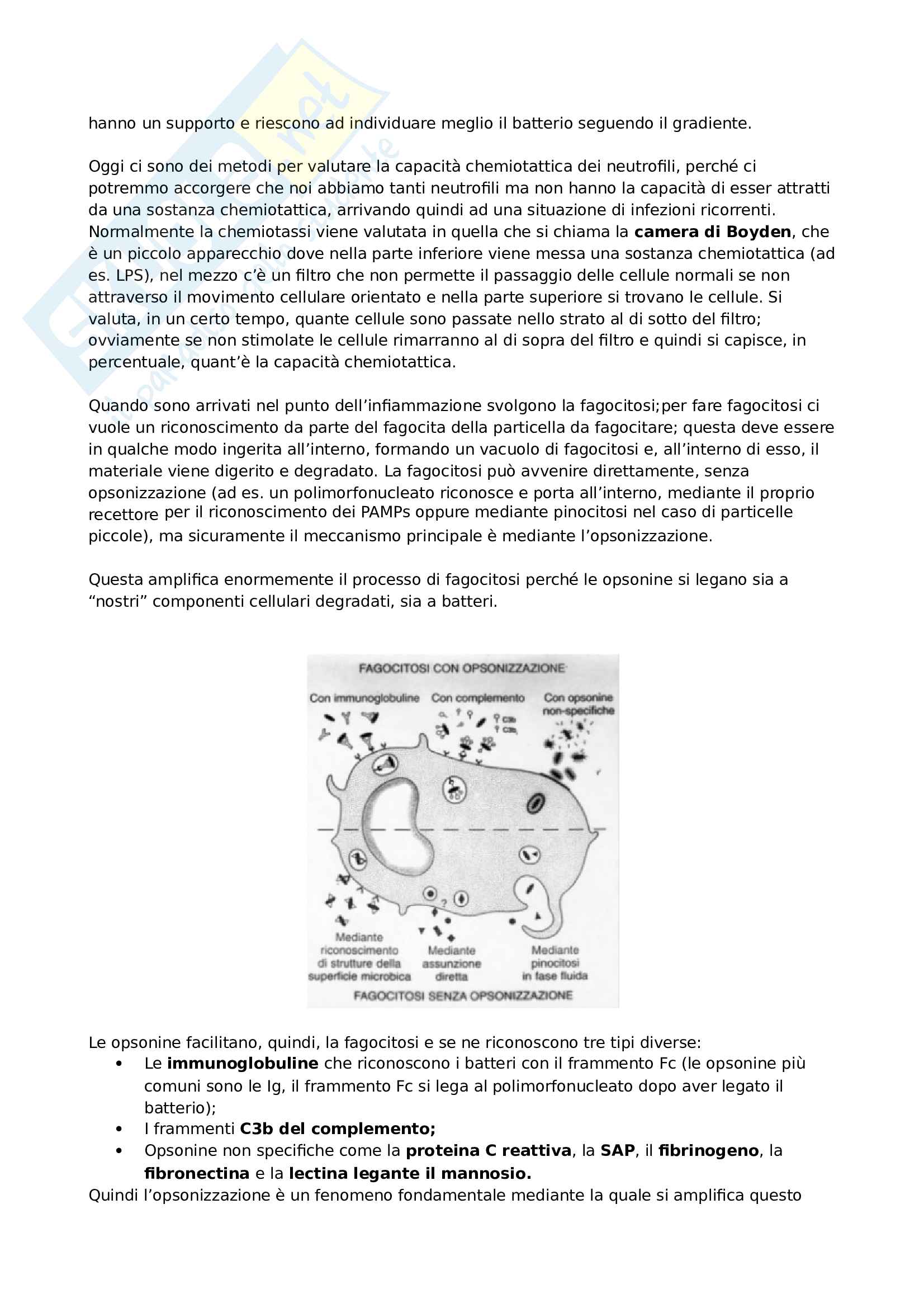4. Infiammazione Pag. 31