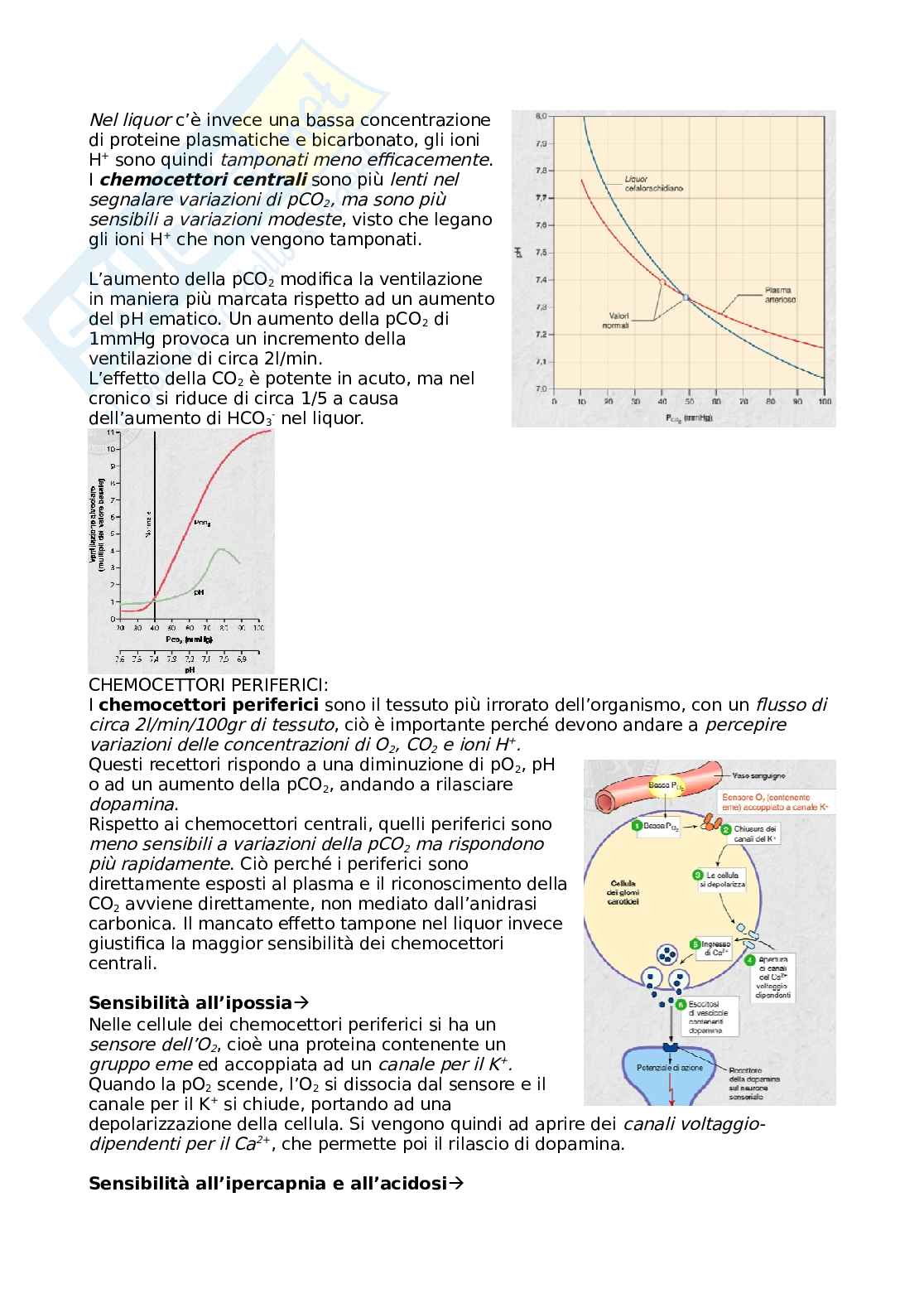 Approfondimento sulle patologie respiratorie Pag. 41