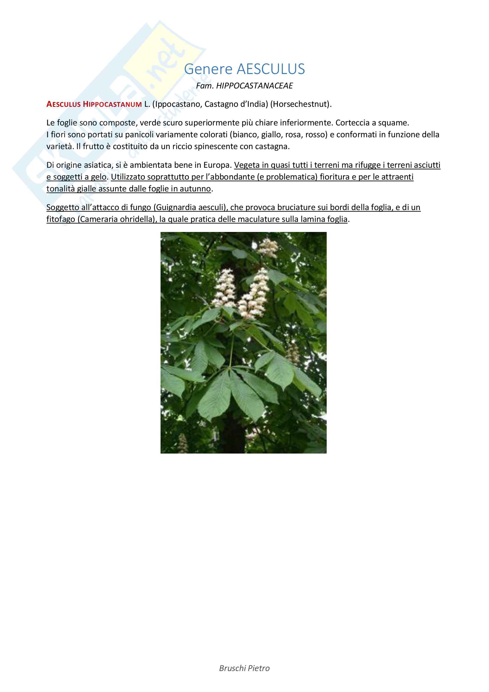 Riassunto Arboricoltura Ornamentale - Sistematica Pag. 11