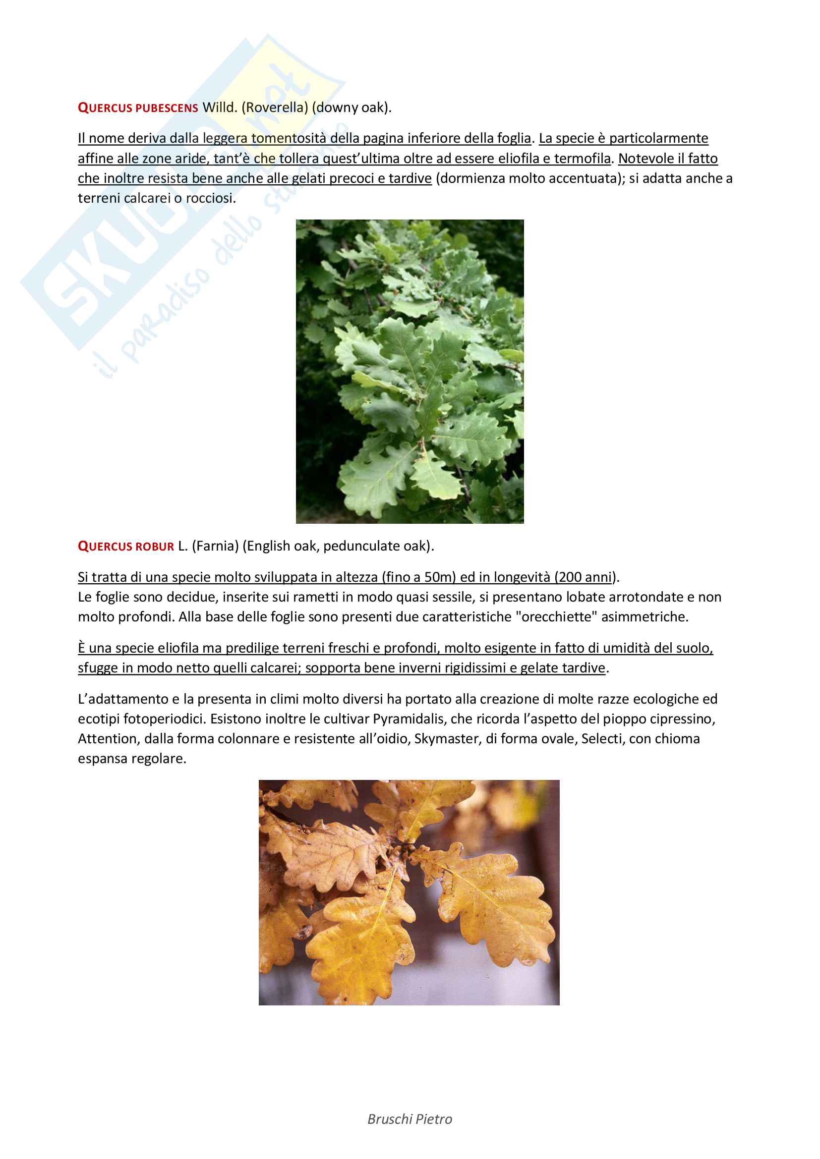 Riassunto Arboricoltura Ornamentale - Sistematica Pag. 26