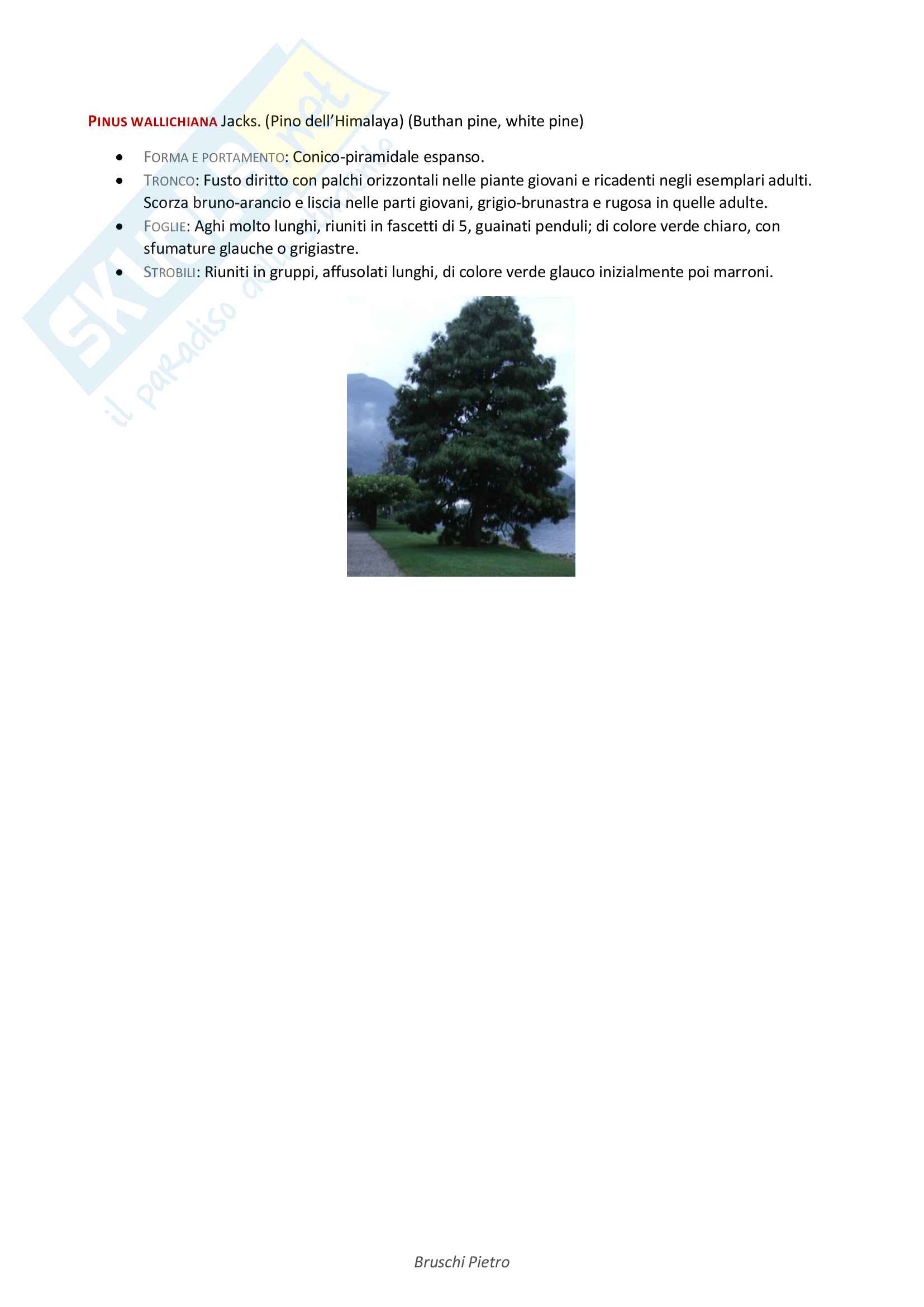 Riassunto Arboricoltura Ornamentale - Sistematica Pag. 51