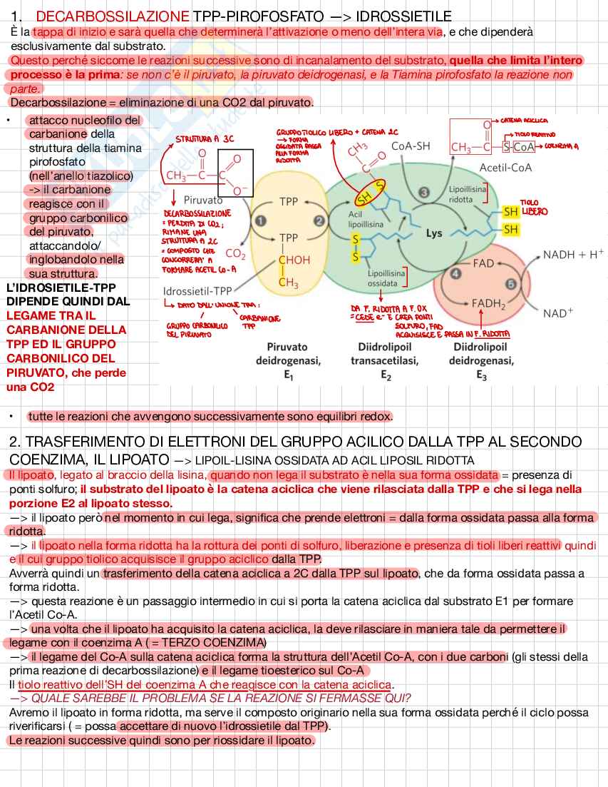 Biochimica e biologia molecolare Pag. 11