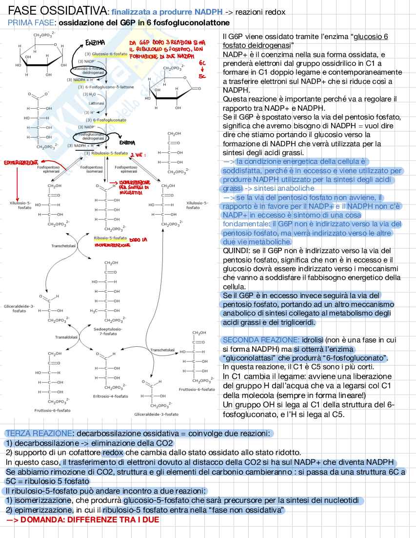 Biochimica e biologia molecolare Pag. 2
