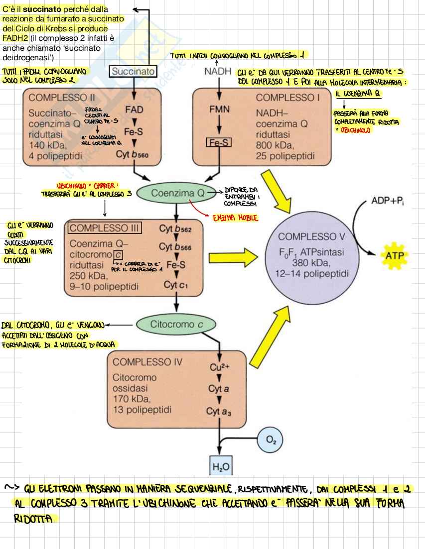 Biochimica e biologia molecolare Pag. 26