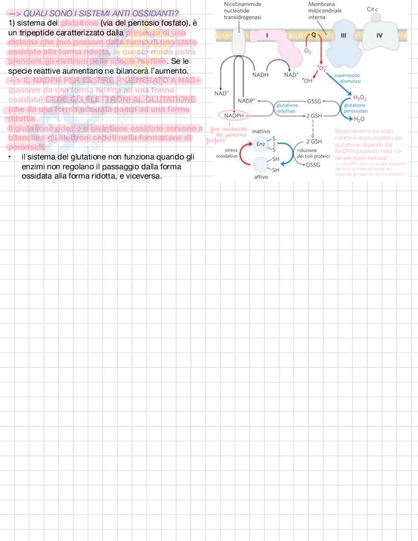 Biochimica e biologia molecolare Pag. 31