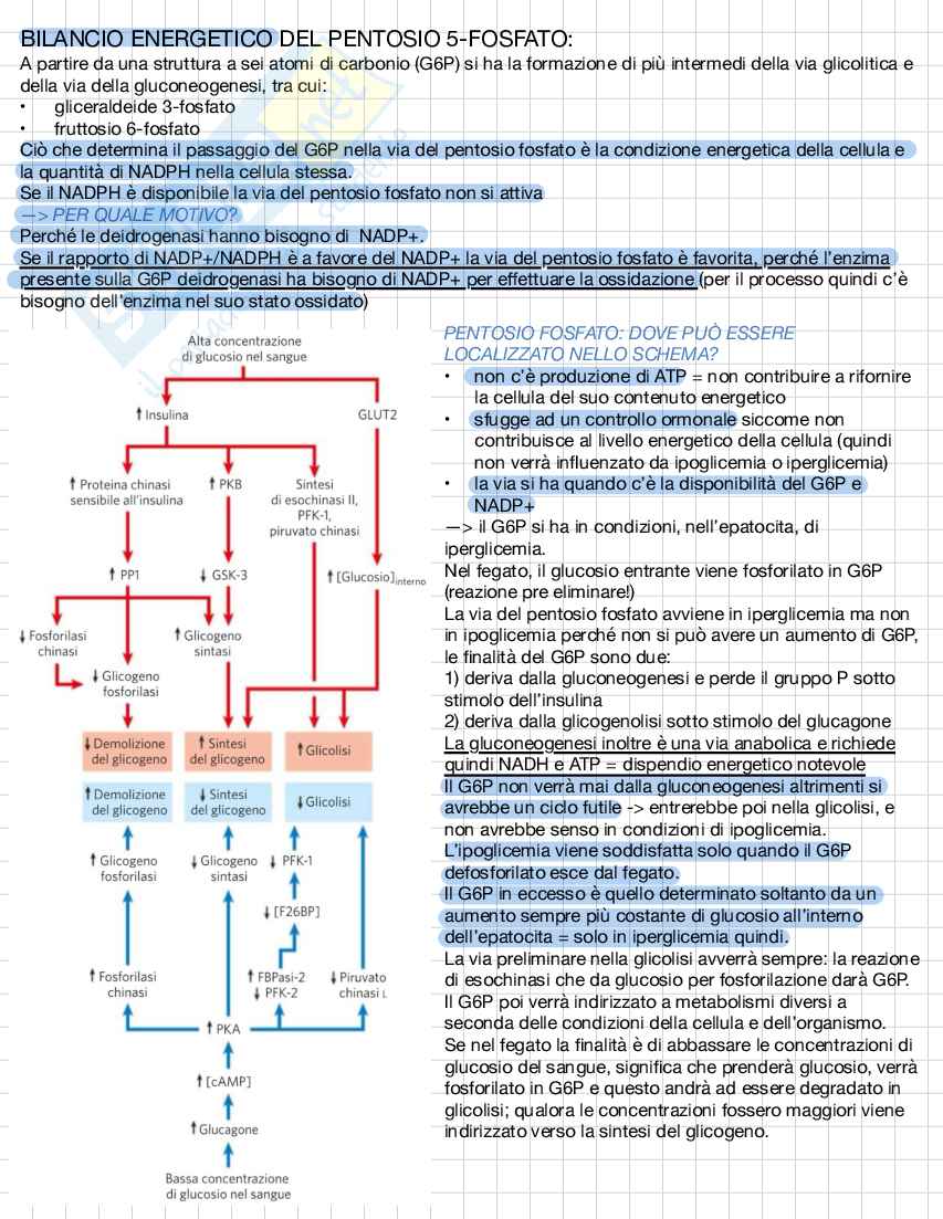 Biochimica e biologia molecolare Pag. 6