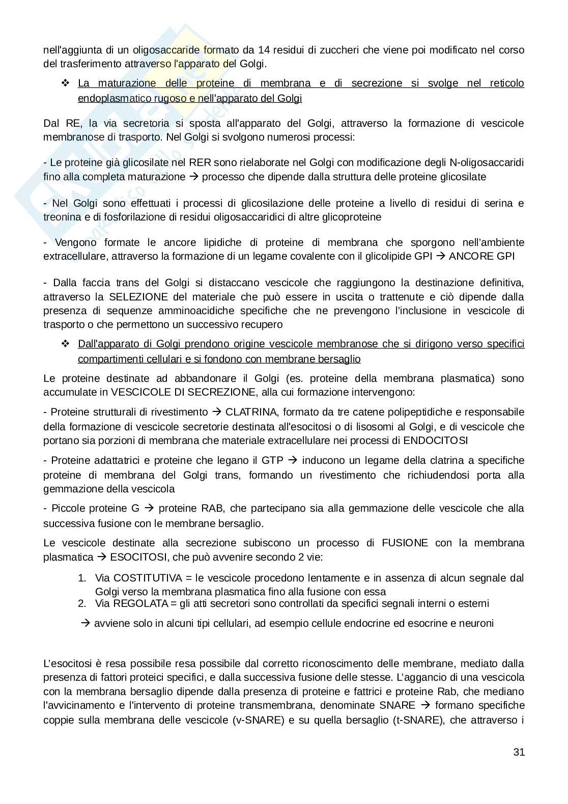 Appunti esame Biologia e fisiologia  Pag. 31