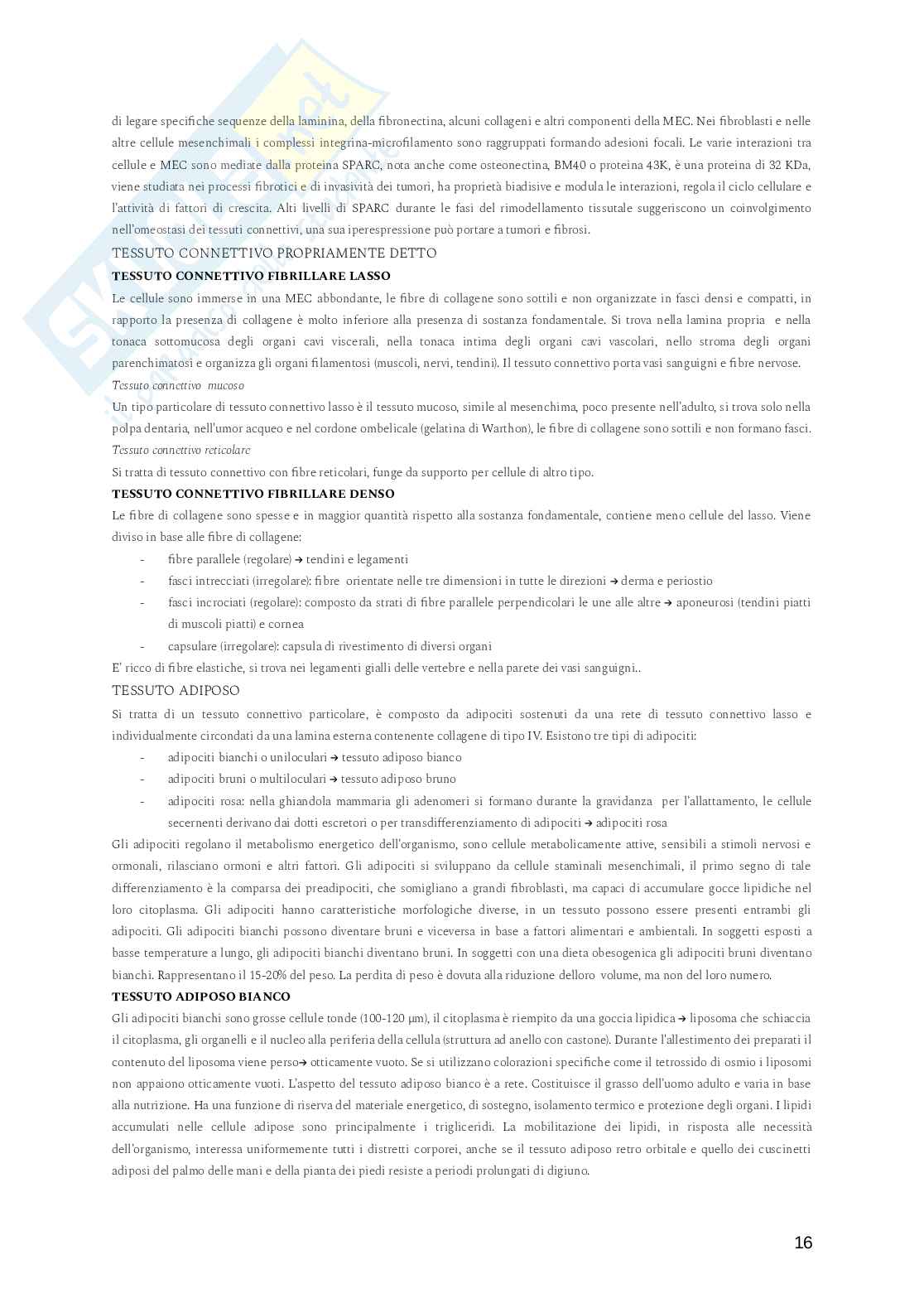 Appunti Istologia Pag. 16