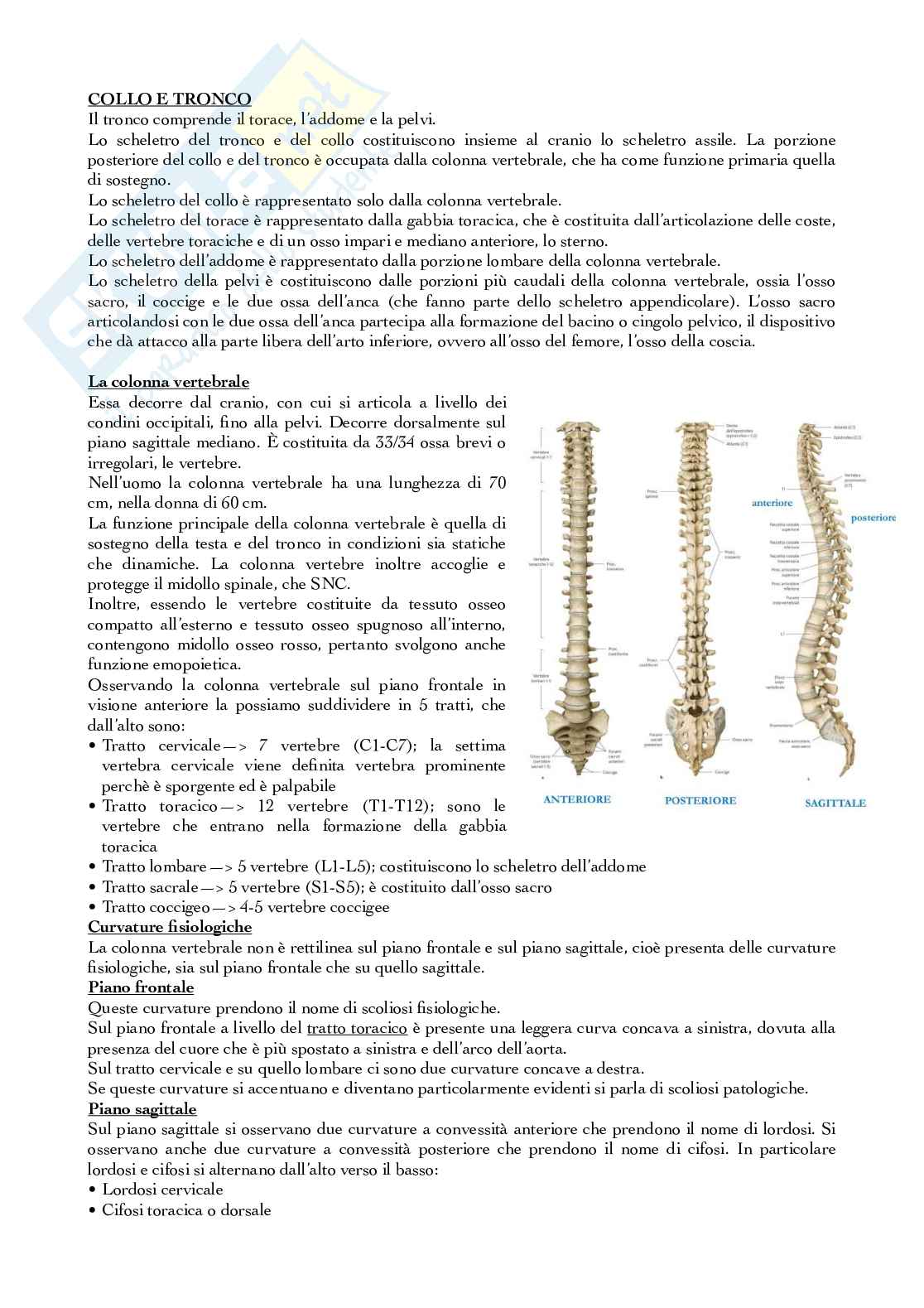 Tronco, torace e addome Pag. 1