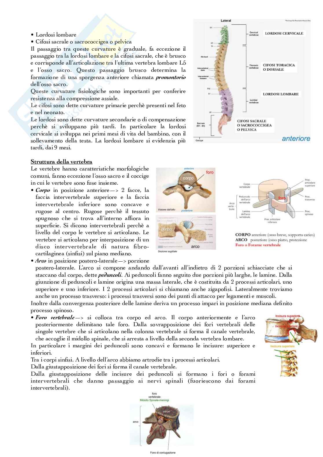 Tronco, torace e addome Pag. 2