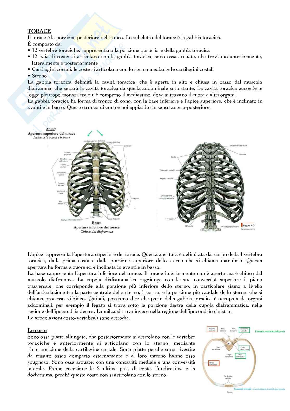 Tronco, torace e addome Pag. 6